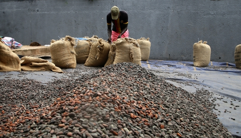 A farmer works with cocoa beans at a farm in Adzope town, southern Ivory Coast, 13 October 2023.