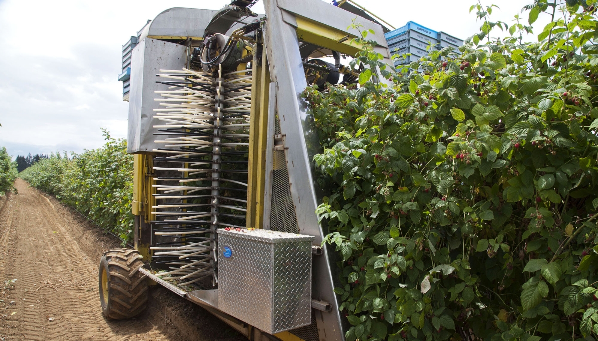 A mechanical harvestor picking raspberries on a farm in Washington USA, 2015.