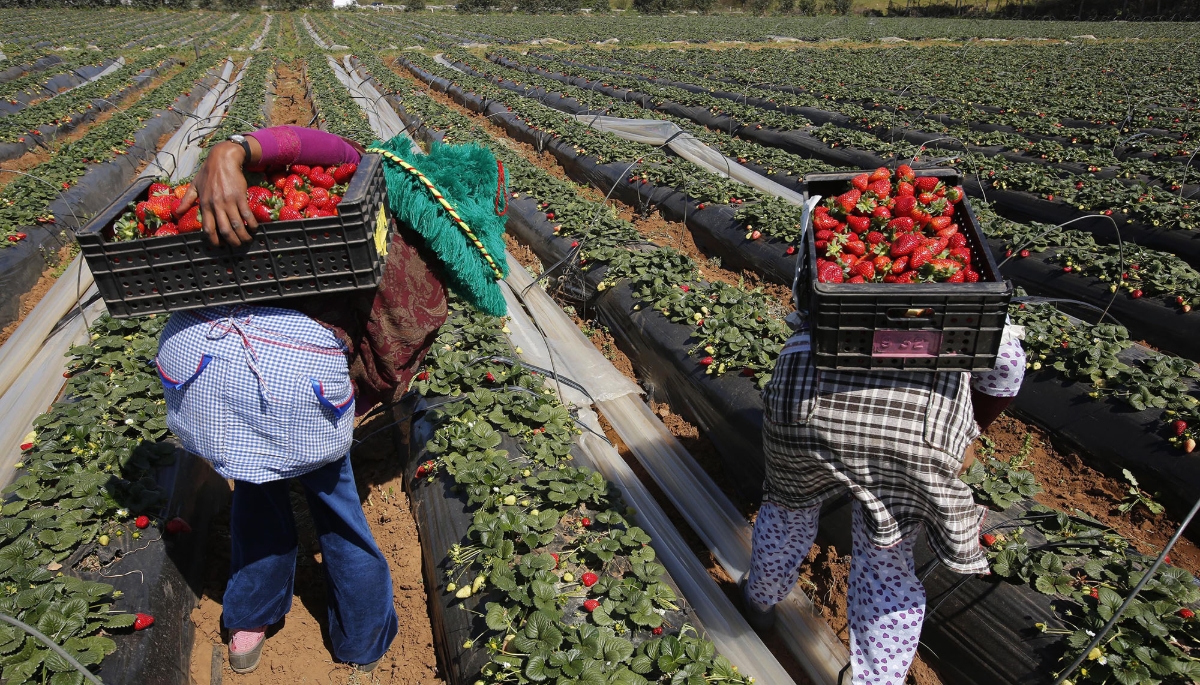 Farmers pick strawberries for export in Moulay Bousselham, Kenitra province, Morocco, 2014.
