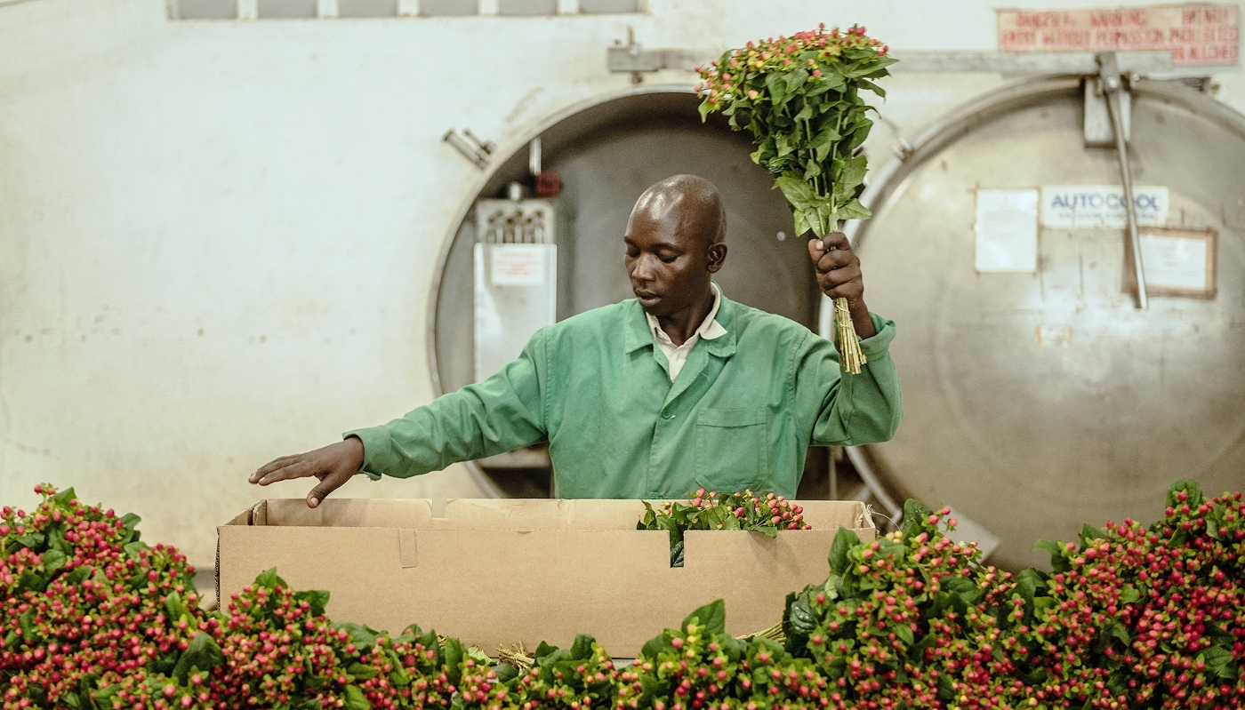 A worker packages flowers at Wildfire Flowers on 12 February 2019 in Naivasha, Kenya.