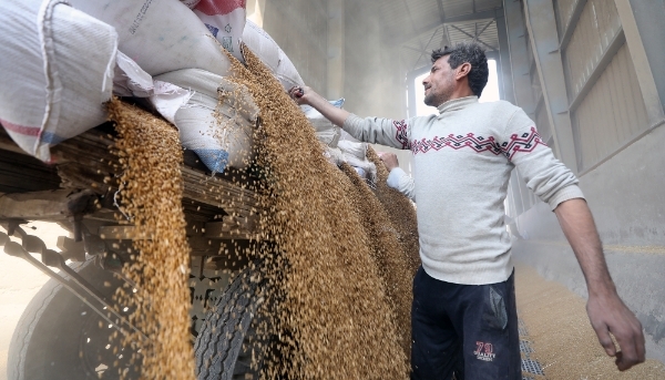 Unloading wheat in Qalyubia Governorate, 50km north of Cairo, Egypt, on 1 May 2024.