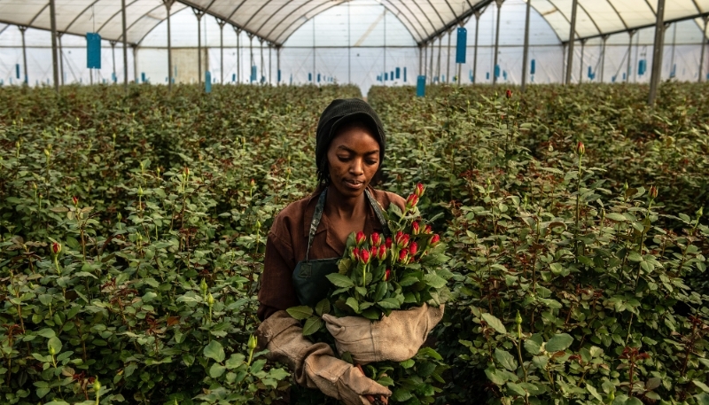 A woman picks roses inside a greenhouse at Wildfire Flowers in February 2019 in Naivasha, Kenya, the lead supplier of roses to the European Union.