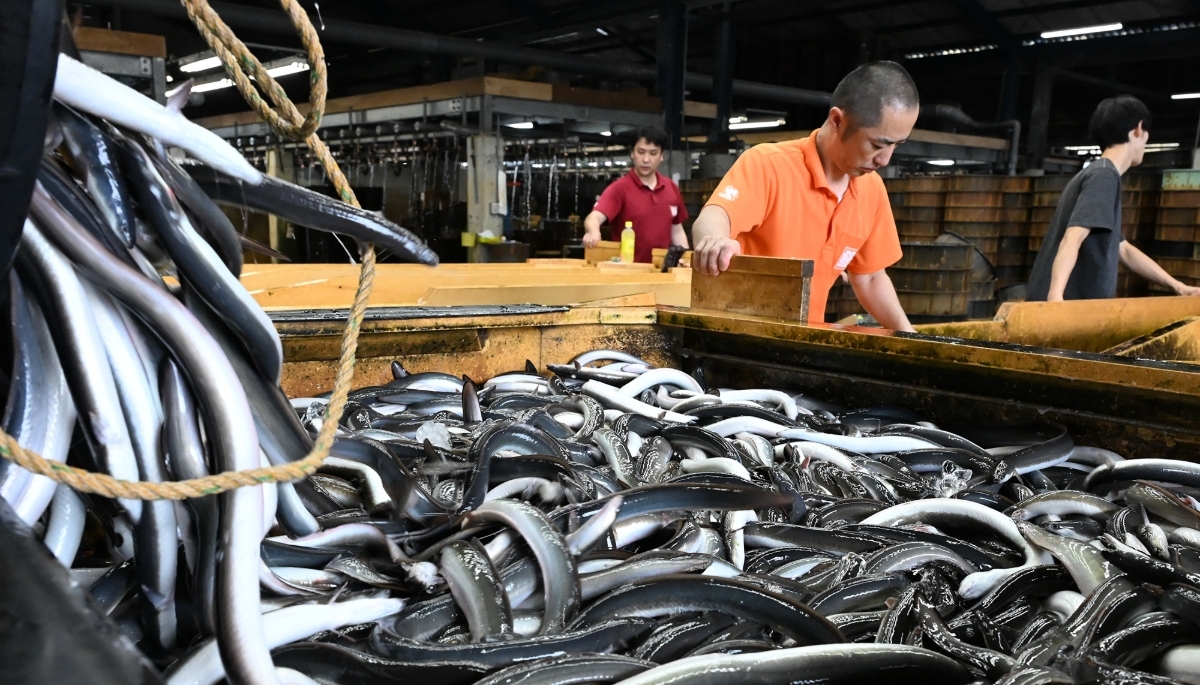 A crate of eels arrives in Nishio, Japan, 2 July 2025.