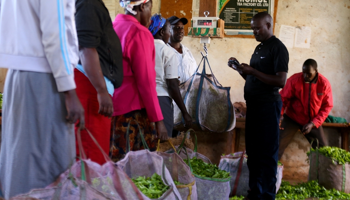 Kenyan farmers sort collected tea leaves at a tea plantation in Kericho, Kenya, on 19 August 2021.