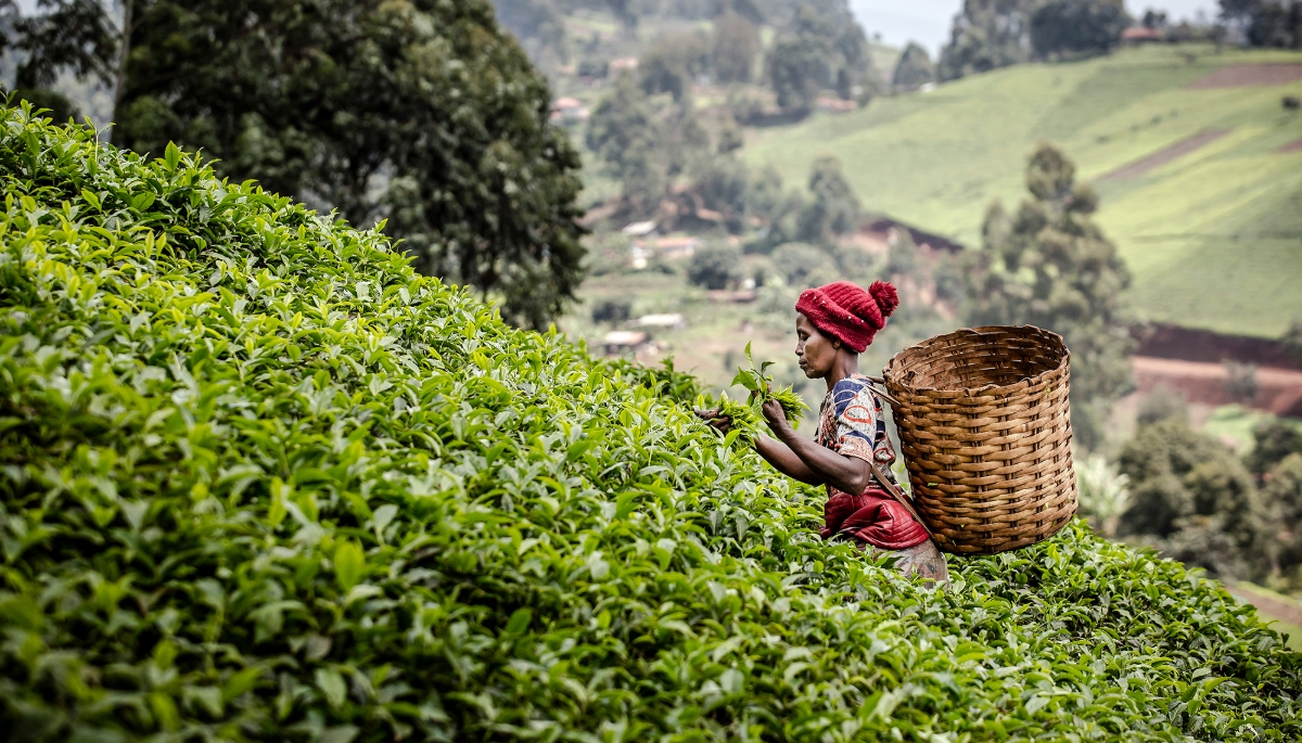 A Kenyan woman picks tea leaves in Muranga, Kenya on 20 August 2021.