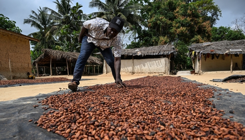 A cocoa farmer dries his beans in the sun in Betykro, in western Ivory Coast, on 16 January 2026.
