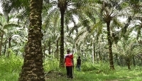 Oil palms in the village of Malombo, Cameroon, in March 2026.