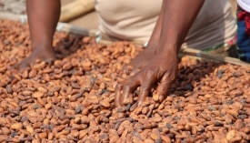 West African cocoa cartel battles with the traders