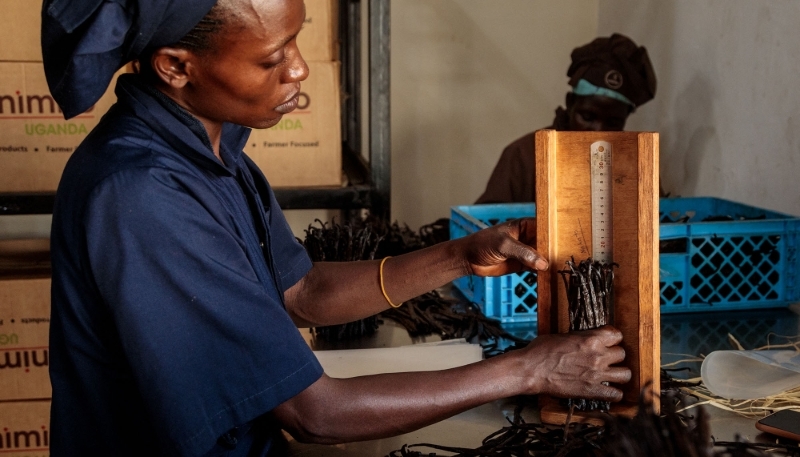 A worker sorts dried vanilla pods in Namakwanda, Uganda, August 2022.