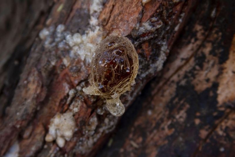 Gum arabic on an acacia tree in Sudan.