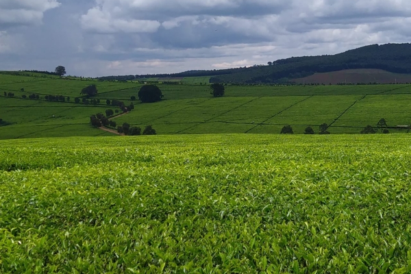 Tea fields in Kenya.