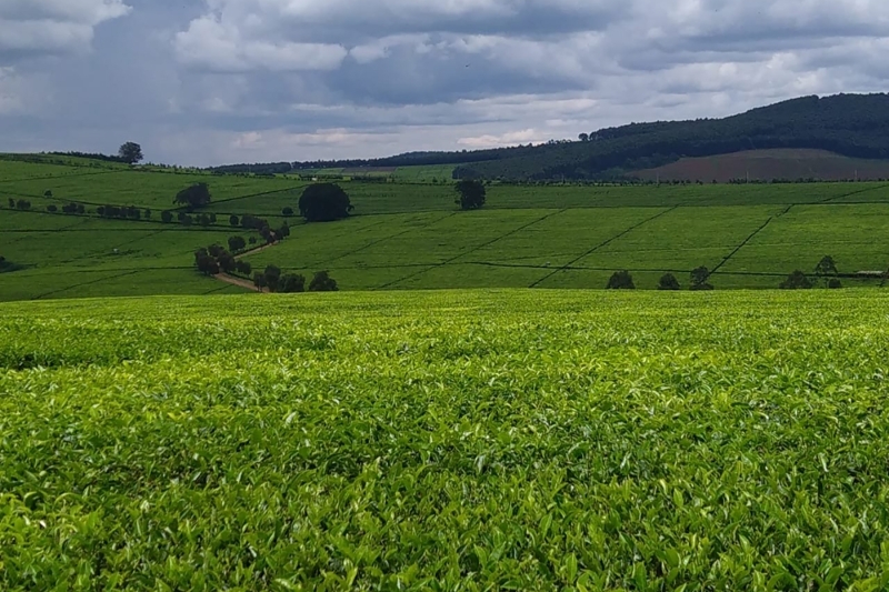 Tea fields in Kenya.