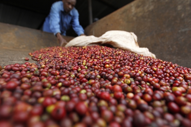 Coffee berries being sorted in a Kenyan processing plant.